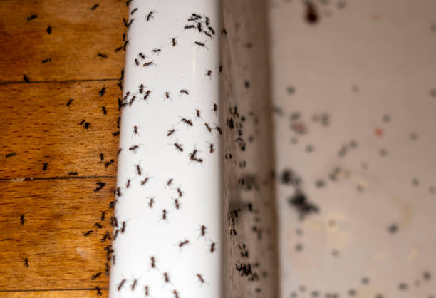 Best Best Pest Control Companies  in Oakdale, NY